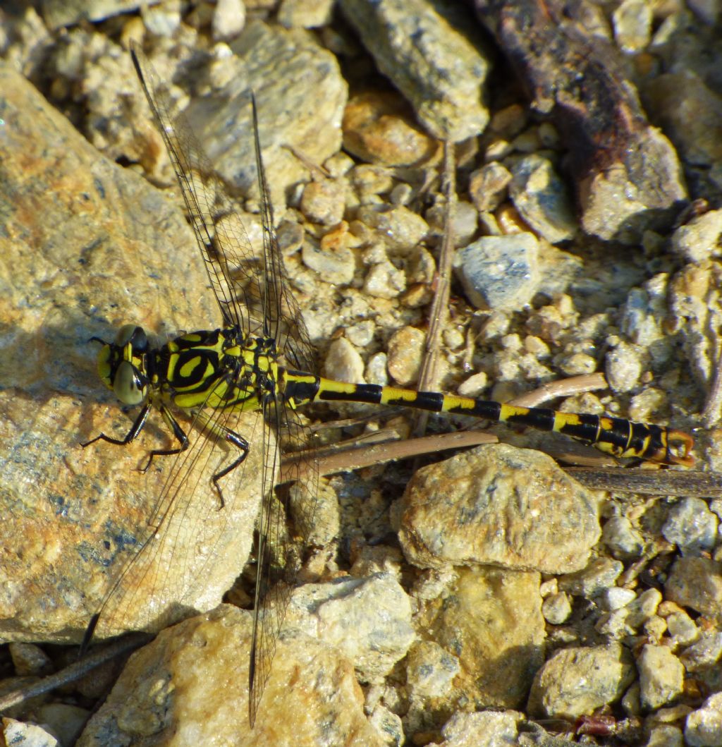 Onychogomphus forcipatus, maschio